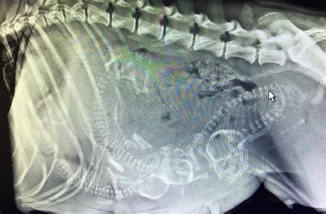 dog knot x ray